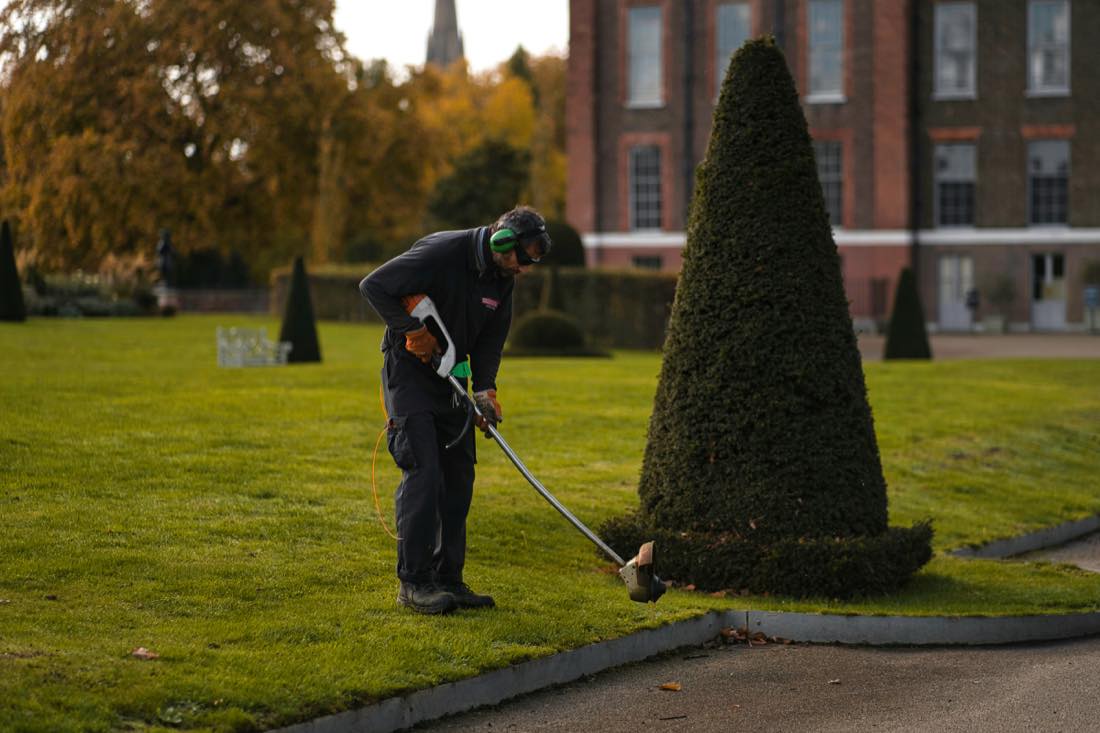 A groundskeeper strimming the edge of a lawn beside clipped topiary