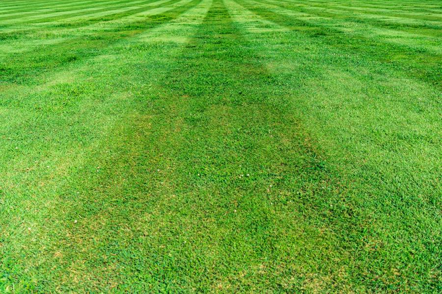Closely mown lawn showing mower stripes